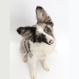 Papillon x Collie dog, sitting with tilted head