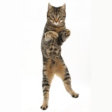 Tabby cat jumping in the air