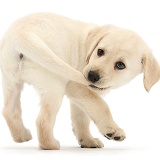 Yellow Labrador Retriever puppy catching tail