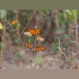 Orange Acraea Butterfly