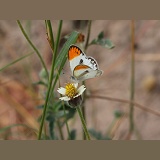 Tiny Orange-tip Butterfly