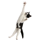 Black-and-white kitten leaping to save a goal