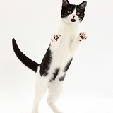 Black-and-white kitten jumping up