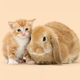 Ginger kitten and sandy rabbit
