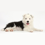 Happy black-and-white Border Collie pup