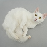 White cat lying on grey background