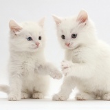 White kittens playing