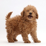 Red Toy labradoodle puppy standing