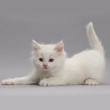 Playful white kitten on grey background