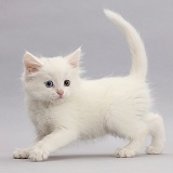 White kitten walking across on grey background