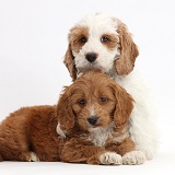 Two Red-and-white Cockapoo puppies