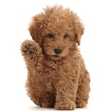 Red Toy labradoodle puppy waving