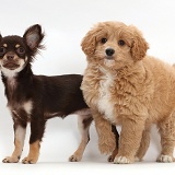 Chocolate-and-tan Chihuahua with Cavapoo puppy