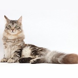 Silver tabby cat,