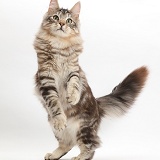 Silver tabby cat, standing up on hind legs