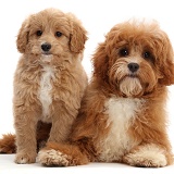 Puppy and adult Cavapoos