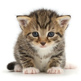 Cute tabby kitten, 3 weeks old