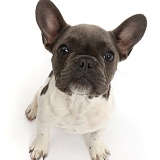 Blue-and-white French Bulldog