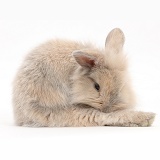 Young rabbit grooming a hind leg
