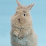 Young rabbit standing up on blue background
