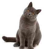 Blue British Shorthair cat sitting