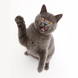 Blue British Shorthair cat sitting looking up with mouth open