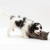 British Shorthair cat & Cavapoo pup play-fighting