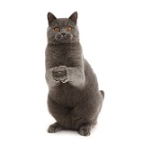 Blue British Shorthair cat begging