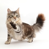 Silver tabby fluffy cat paw outstretched