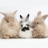 Three cute bunnies