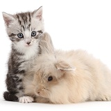 Cute silver tabby kitten and beige bunny