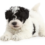 Playful black-and-white Cavapoo puppy
