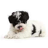 Playful black-and-white Cavapoo puppy