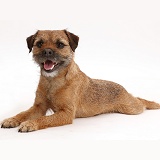 Border Terrier bitch lying stretched out
