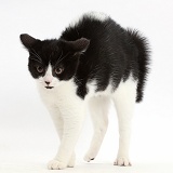 Black-and-white kitten frightened