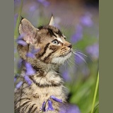 Tabby kitten among bluebells