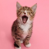 Tabby kitten yawning on pink background