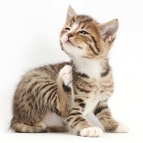 Tabby kitten scratching
