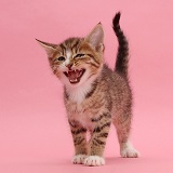 Tabby kitten meowing on pink background