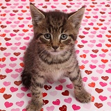 Tabby kitten sitting on pink heart background