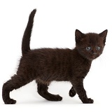 Worried looking black kitten walking