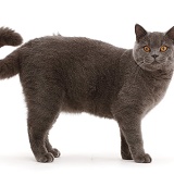 Blue British Shorthair cat standing with curled tail