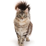 Silver tabby fluffy cat walking with tail erect
