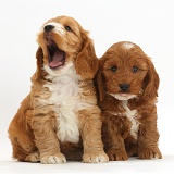 Two cute Cockapoo puppies one yawning