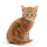 Ginger kitten looking over shoulder