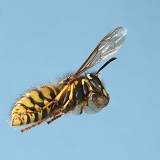 Queen Saxony wasp in flight