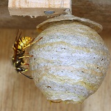 Queen wasp building nest