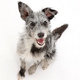 Blue merle mutt sitting and looking up