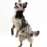 Blue merle mutt standing up on hind legs