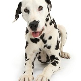 Playful Dalmatian dog